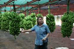 producao da banana em boane (1024x683)